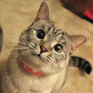 Grupos de WhatsApp Farofa Memes