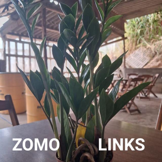 Imagem do grupo ZOMO LINKS