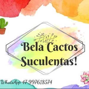 LILIAN! BELA CACTUS SUCULENTAS 🥰 1 Imagem do grupo LILIAN! BELA CACTUS SUCULENTAS 🥰