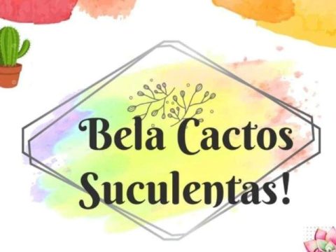 Imagem do grupo LILIAN! BELA CACTUS SUCULENTAS 🥰